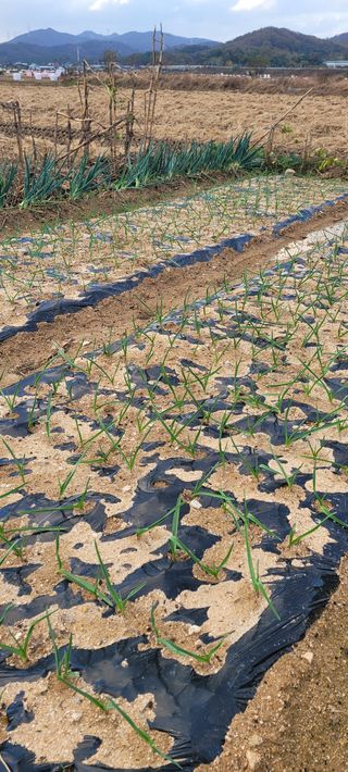 살구15128님의 마늘 · 영농일지 작성글 사진