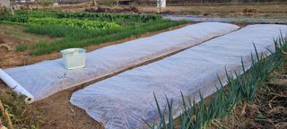 살구15128님의 마늘 · 영농일지 작성글 사진