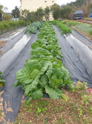 정옥성님의 자유주제 · 자유게시판 작성글 사진
