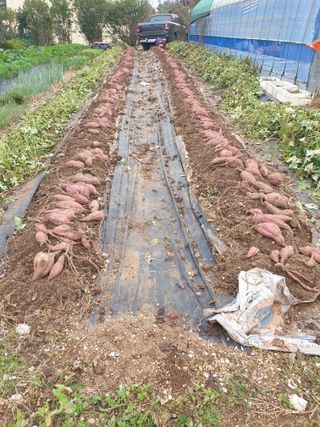 정옥성님의 자유주제 · 자유게시판 작성글 사진