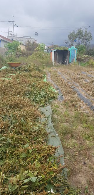 김우진님의 오늘 어떤 농작업하셨나요? · 참여글 작성글 사진