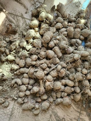 박순례님의 오늘 어떤 농작업하셨나요? · 참여글 작성글 사진