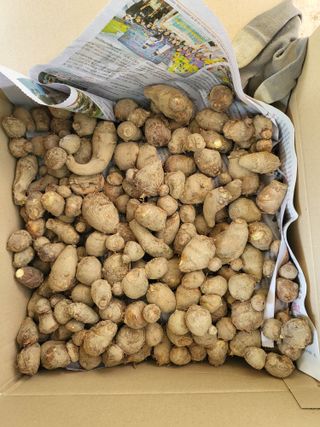 박순례님의 오늘 어떤 농작업하셨나요? · 참여글 작성글 사진