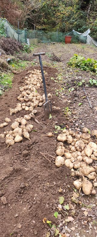 김삼철님의 양배추 · 영농일지 작성글 사진