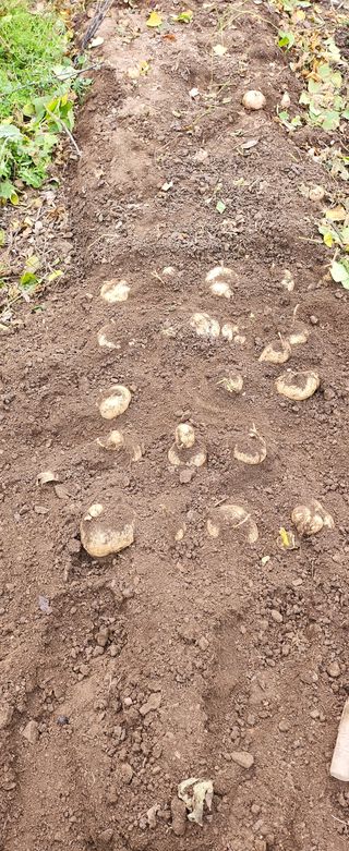 김삼철님의 양배추 · 영농일지 작성글 사진