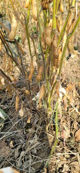 팜모닝 콩·영농일지 게시글 이미지