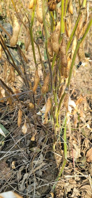 신승철님의 콩 · 영농일지 작성글 사진