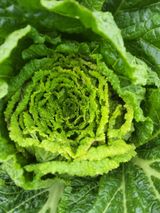 팜모닝 배추·병해충상담 게시글 이미지