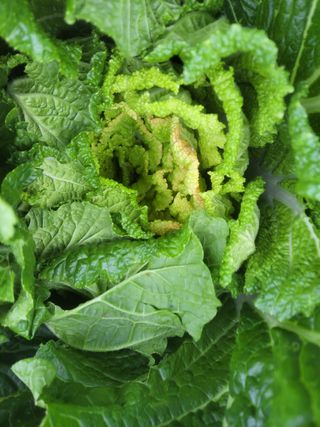 이세순님의 배추 · 병해충상담 작성글 사진