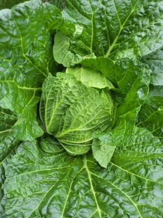 이세순님의 배추 · 병해충상담 작성글 사진