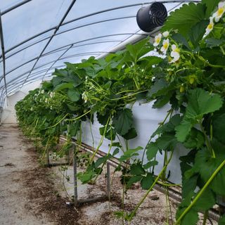 송명섭님의 오늘 어떤 농작업하셨나요? · 참여글 작성글 사진