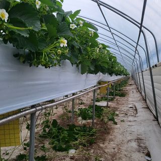 송명섭님의 오늘 어떤 농작업하셨나요? · 참여글 작성글 사진