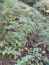 팜모닝 · 게시글 이미지