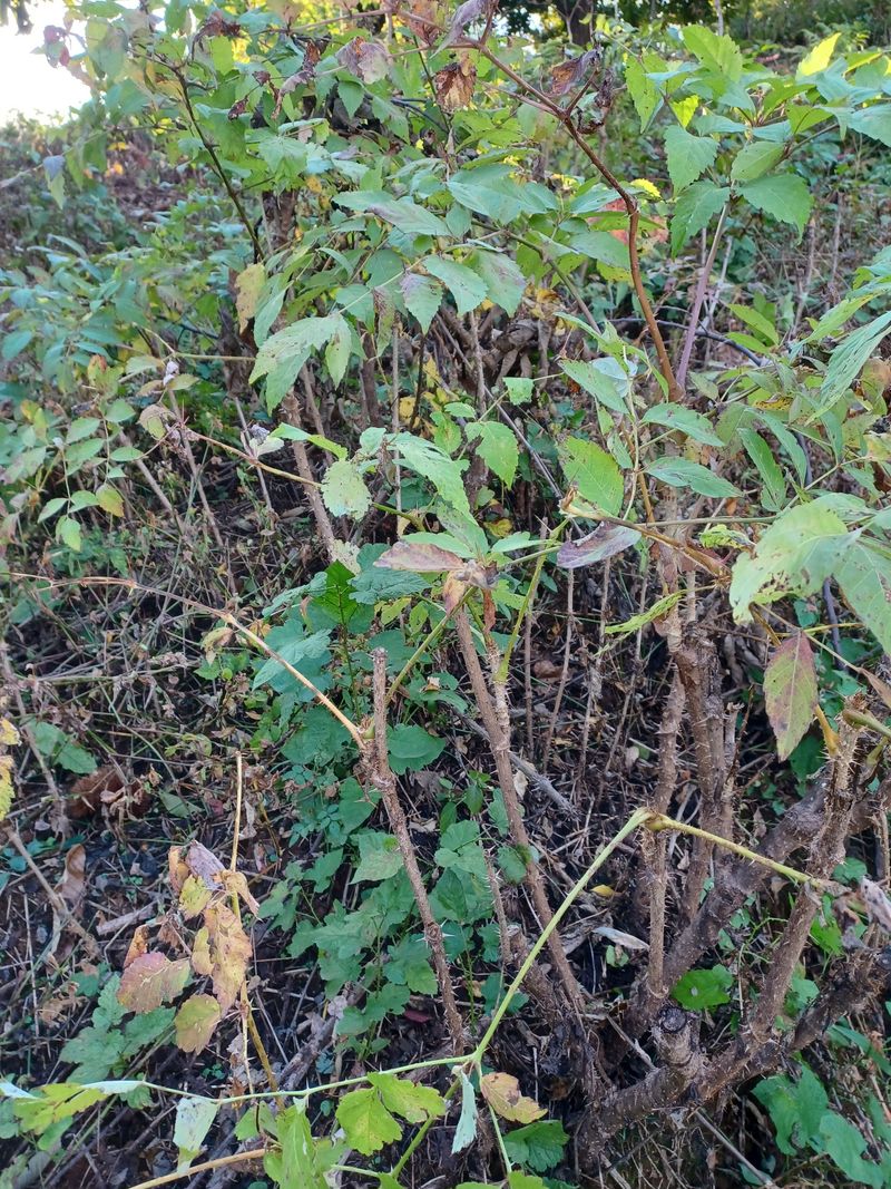 알 수 없음님의 장터 판매 상품 [참두릅 2년생 묘목] 첨부 사진