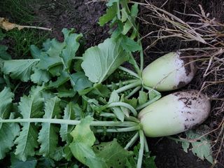 준영농장 출석왕.님의 오늘 어떤 농작업하셨나요? · 참여글 작성글 사진