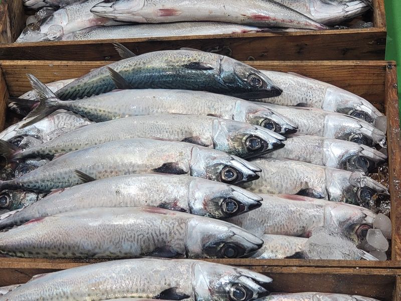 김진국님의 장터 판매 상품 [국내산 겉바속촉 저염 간고등어 자반고등어2마리(손질후 30cm이상,마리당 250g 이상, 2마리단위 진공포장)] 첨부 사진
