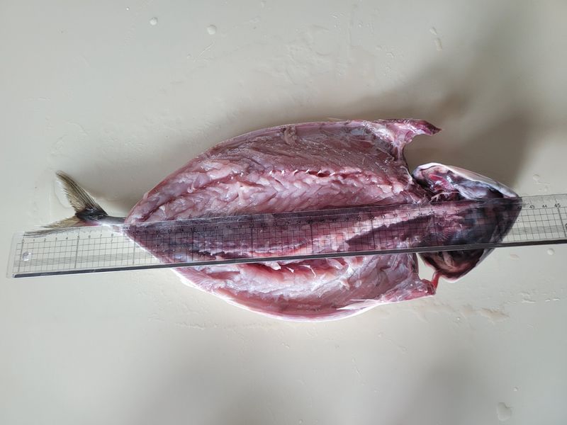 김진국님의 장터 판매 상품 [국내산 겉바속촉 저염 간고등어 자반고등어2마리(손질후 30cm이상,마리당 250g 이상, 2마리단위 진공포장)] 첨부 사진