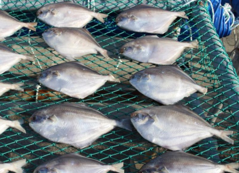 김진국님의 장터 판매 상품 [완도 자연산 병어 4마리(중형)] 첨부 사진