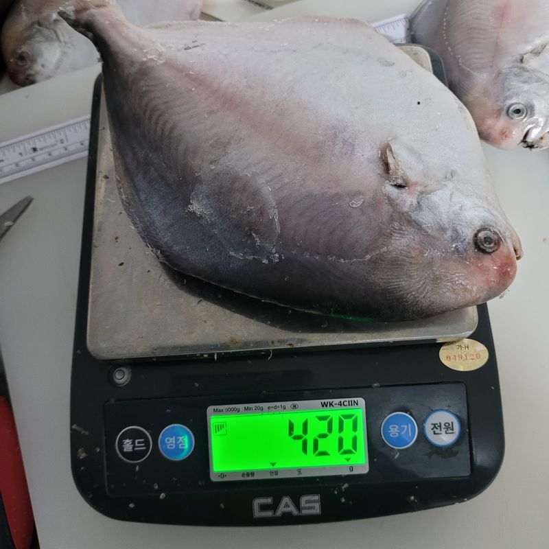 장터 상품 [완도 자연산 병어 4마리(중형)] 썸네일