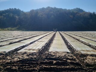이재진님의 양파 · 자유게시판 작성글 사진