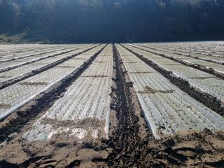 이재진님의 양파 · 자유게시판 작성글 사진