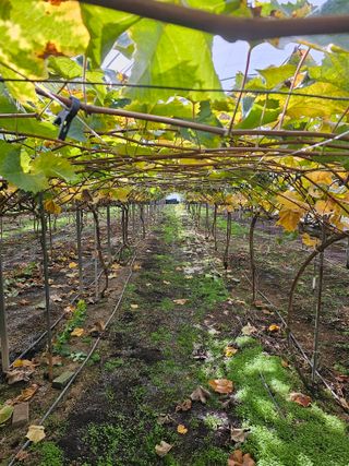 샤인 초보농부 님의 포도 · 자유게시판 작성글 사진