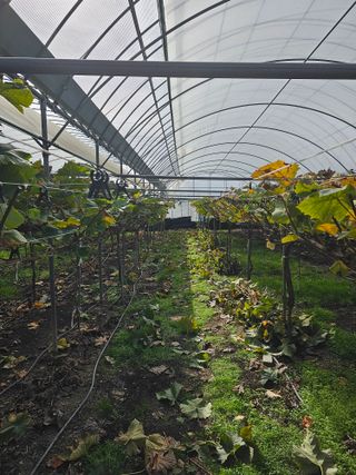 샤인 초보농부 님의 포도 · 자유게시판 작성글 사진