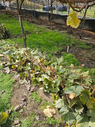 샤인 초보농부 님의 포도 · 자유게시판 작성글 사진