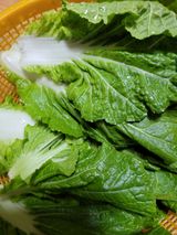 팜모닝 배추·일상 게시글 이미지