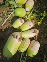 팜모닝 오늘 어떤 농작업하셨나요?·참여글 게시글 이미지