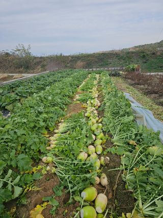 주명숙님의 오늘 어떤 농작업하셨나요? · 참여글 작성글 사진