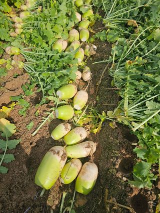 주명숙님의 오늘 어떤 농작업하셨나요? · 참여글 작성글 사진