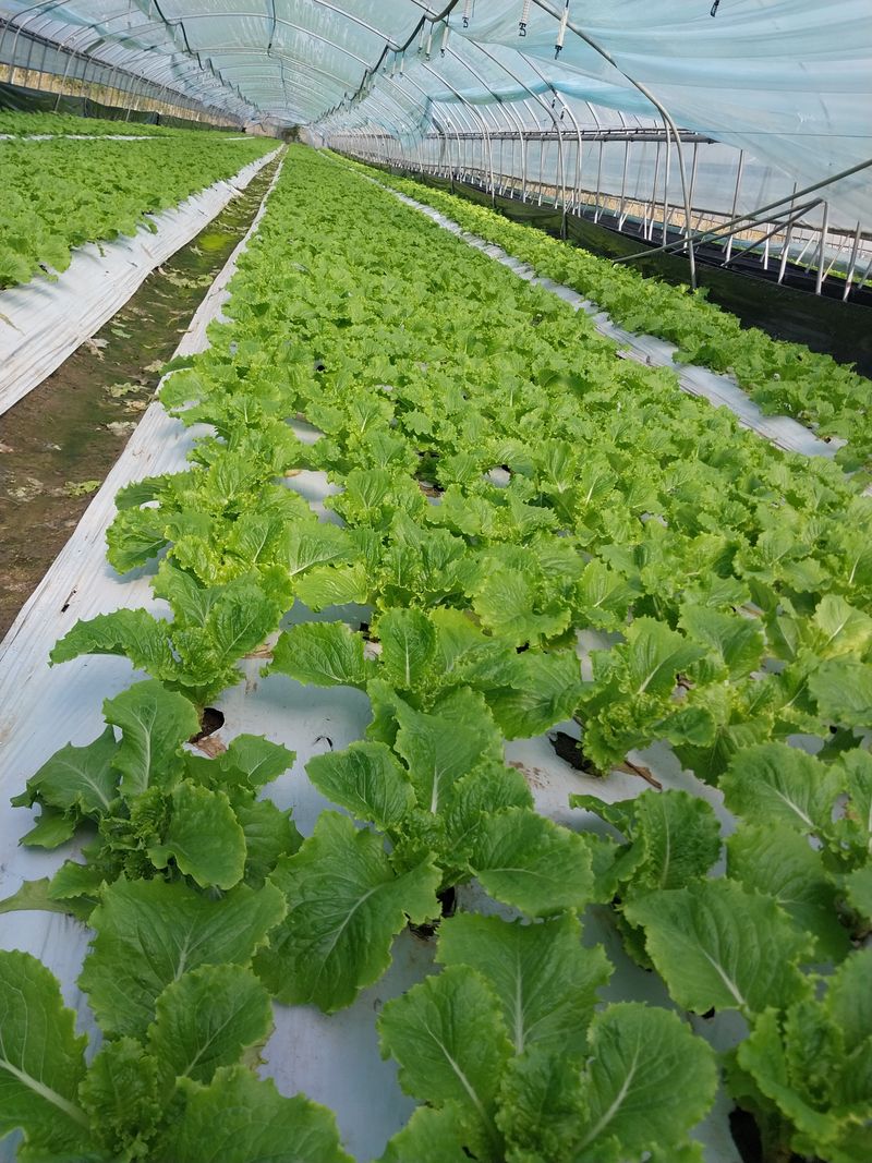 장터 상품 [청상추.꽃상추] 썸네일