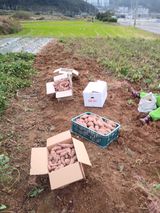 팜모닝 오늘 어떤 농작업하셨나요?·참여글 게시글 이미지