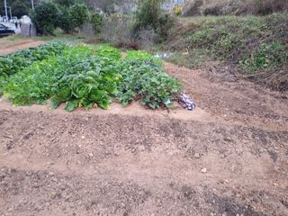 해광님의 오늘 어떤 농작업하셨나요? · 참여글 작성글 사진