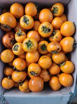 팜모닝 오늘 어떤 농작업하셨나요?·참여글 게시글 이미지