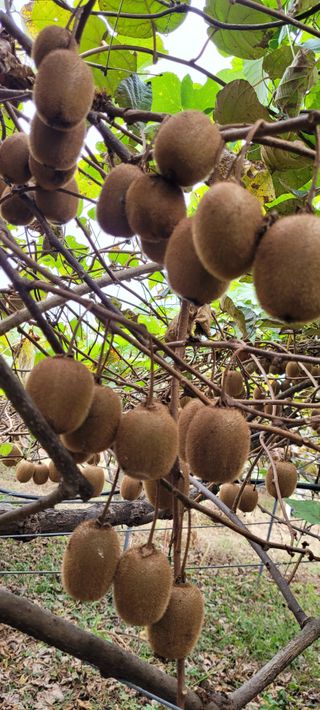 최재흥님의 오늘 어떤 농작업하셨나요? · 참여글 작성글 사진