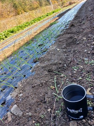 이상애초보농업님의 기타작물 · 자유게시판 작성글 사진