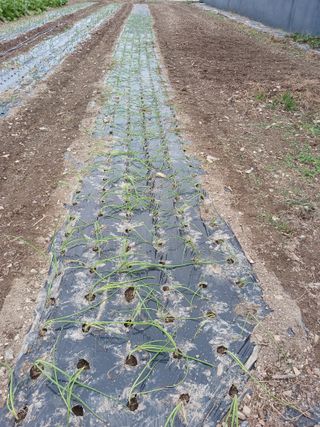 이상애초보농업님의 기타작물 · 자유게시판 작성글 사진