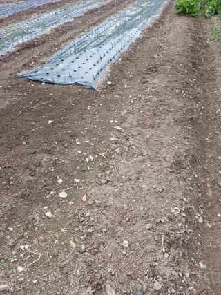 이상애초보농업님의 기타작물 · 자유게시판 작성글 사진