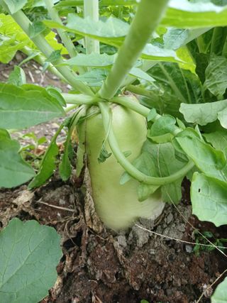 이상애초보농업님의 기타작물 · 자유게시판 작성글 사진