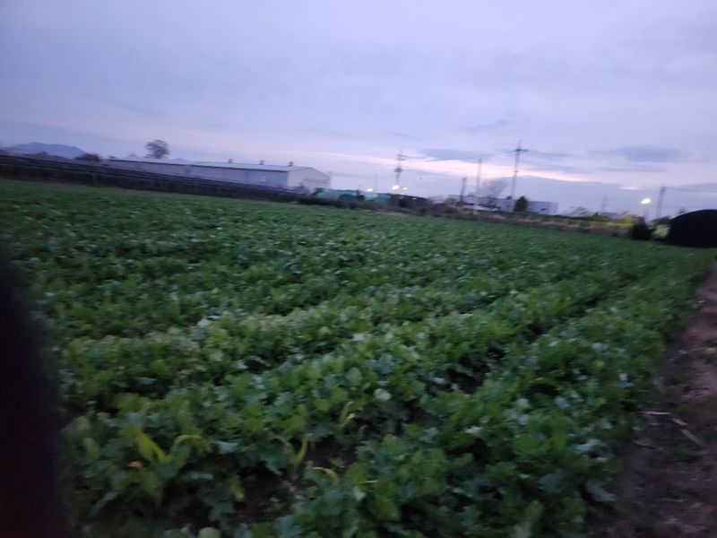 준영농장  출석왕.님의 장터 판매 상품 [무우700평] 첨부 사진