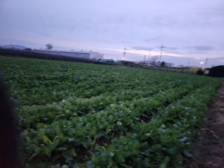 준영농장 출석왕.님의 작성글 사진