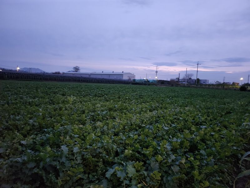 준영농장  출석왕.님의 장터 판매 상품 [무우700평] 첨부 사진