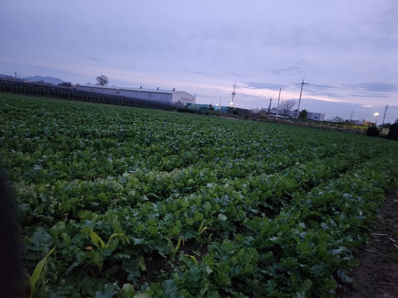 준영농장  출석왕.님의 장터 판매 상품 [무우700평] 첨부 사진