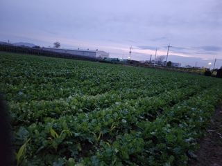 준영농장 출석왕.님의 작성글 사진