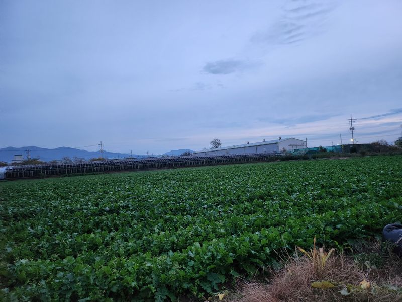 준영농장  출석왕.님의 장터 판매 상품 [무우700평] 첨부 사진