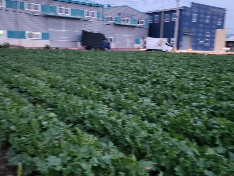 준영농장  출석왕.님의 장터 판매 상품 [무우700평] 첨부 사진