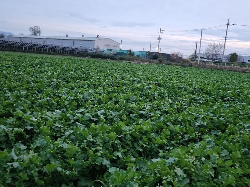 준영농장  출석왕.님의 장터 판매 상품 [무우700평] 첨부 사진