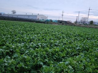 준영농장 출석왕.님의 작성글 사진